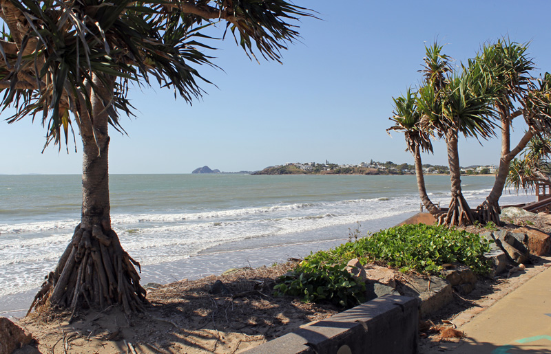 A coastal pandanus trees towards a calm ocean bay with a distant headland and township under a clear sky.