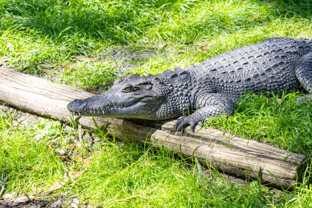 A small crocodile resting on a log in alligator farm.